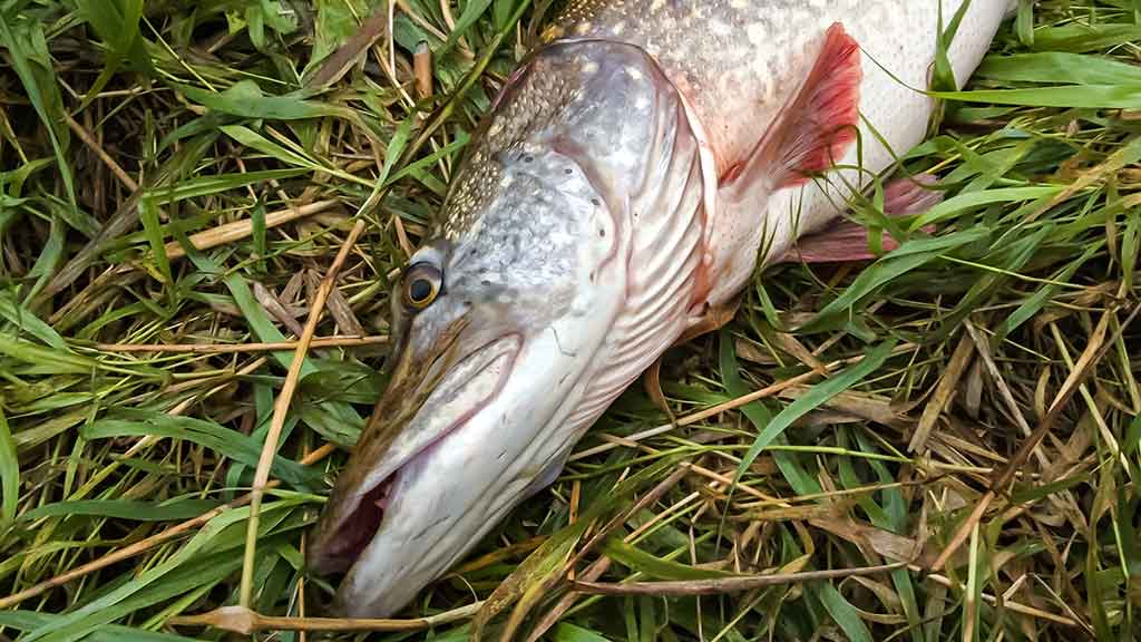 Kaip suvilioti žolėse tūnančią lydeką Kaip suvilioti žolėse tūnančią lydeką