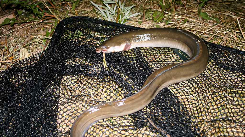 Dambologija. Ketvirta dalis Dambologija. Ketvirta dalis