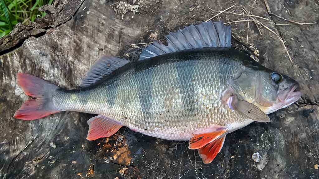 Neries ešerio gaudymas
