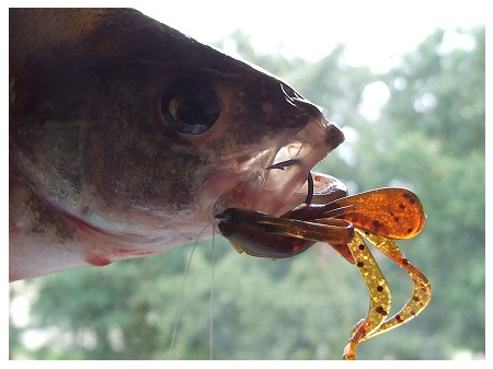 Vėžiuką imituojantis „Lucky John Pro Series“ guminukas „Hogy Shrimp“, skleidžiantį vėžio kvapą Vėžiuką imituojantis „Lucky John Pro Series“ guminukas „Hogy Shrimp“, skleidžiantį vėžio kvapą