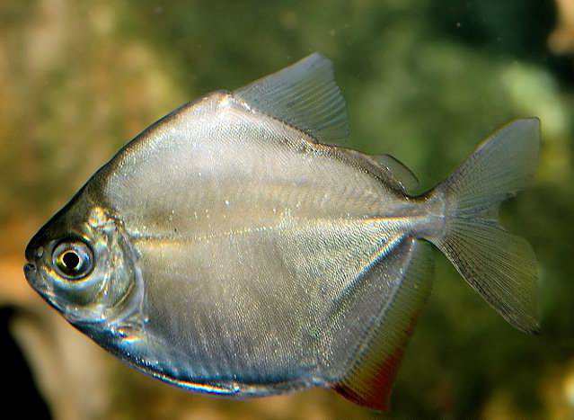 Žuvis-doleris Žuvis-doleris