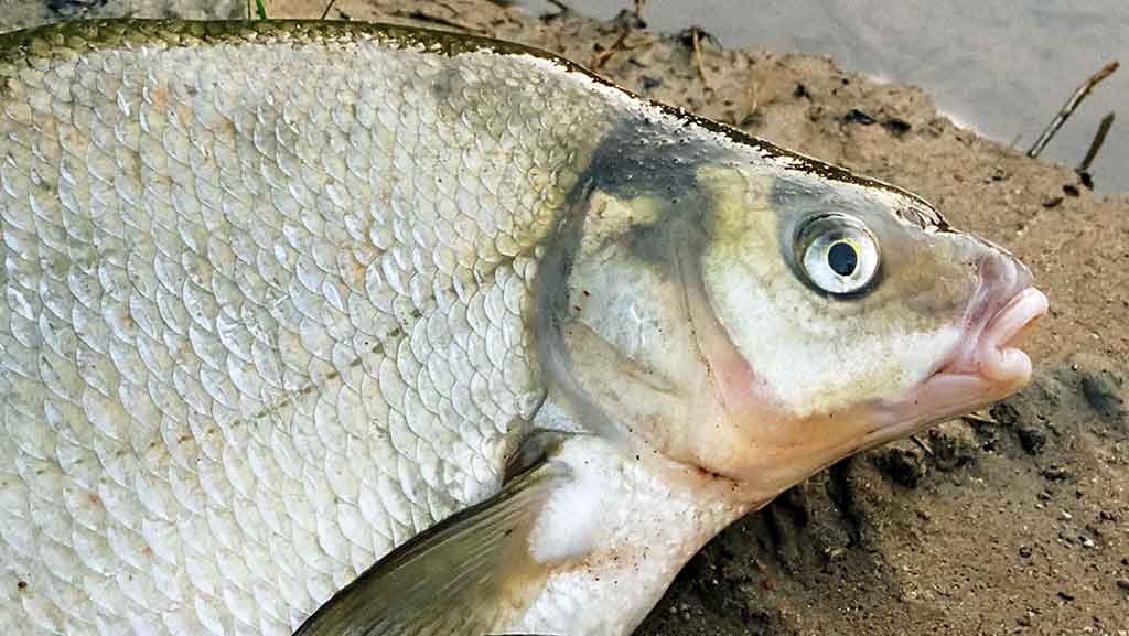 Apie vėją, nuskandintą valą ir karšiams skirtą waggler Apie vėją, nuskandintą valą ir karšiams skirtą waggler