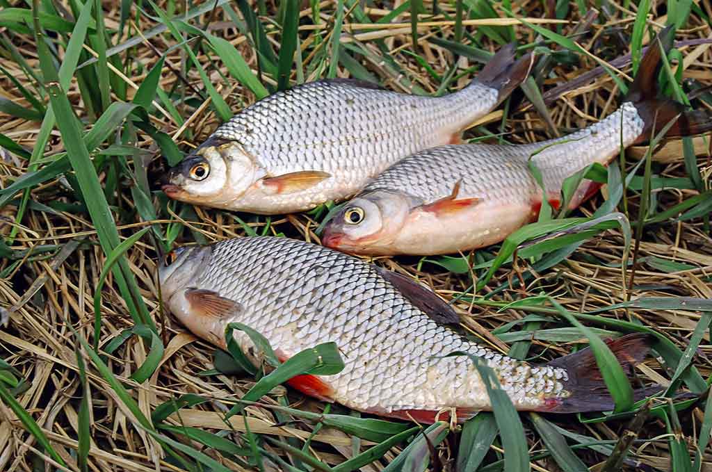 Dar šis bei tas apie kabliukus. Antra dalis Dar šis bei tas apie kabliukus. Antra dalis