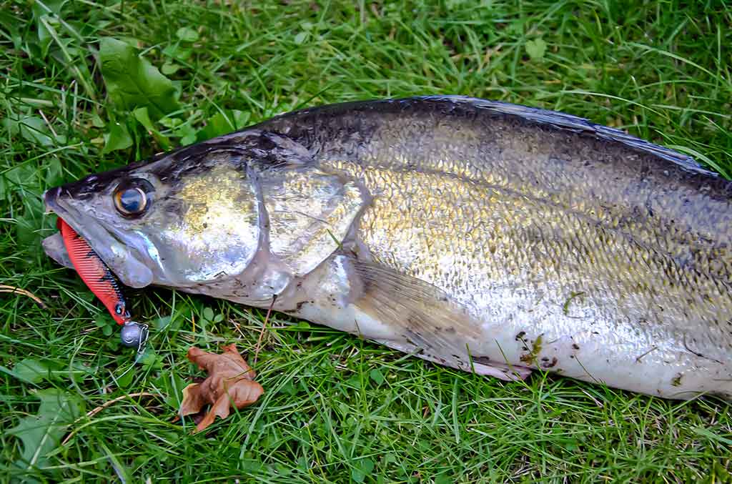 Sėkmingi žingsniai gaudant sterką