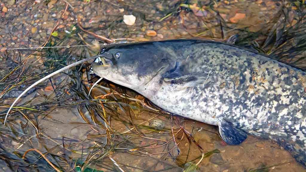 Su vobleriais rudenio naktį Su vobleriais rudenio naktį
