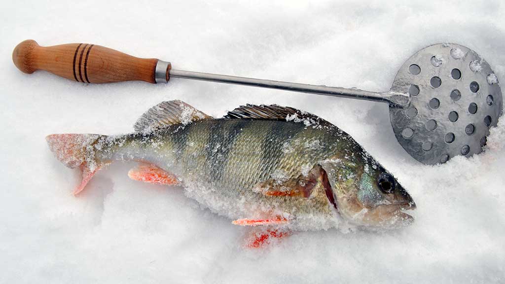 Kaip pagauti ešerį? Kaip pagauti ešerį?