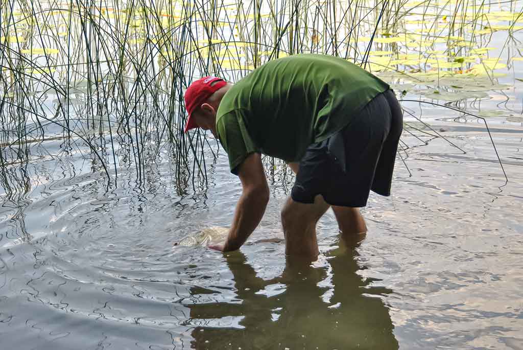 Kaip suvilioti žolėse tūnančią lydeką Kaip suvilioti žolėse tūnančią lydeką