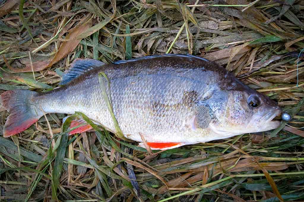 Neįprasta vasara. Antra dalis