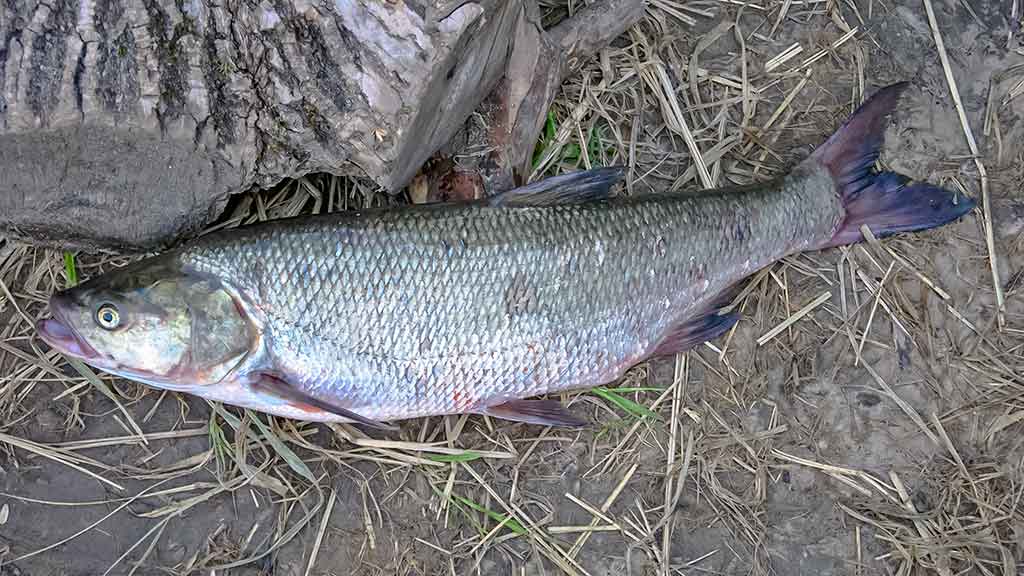 Salatis iš upės vidurio. Antra dalis Salatis iš upės vidurio. Antra dalis