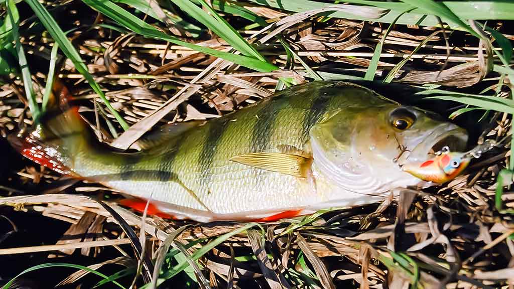 Spiningavimo su lengvais ir mažais plaukiančiaisiais vobleriais technika Spiningavimo su lengvais ir mažais plaukiančiaisiais vobleriais technika