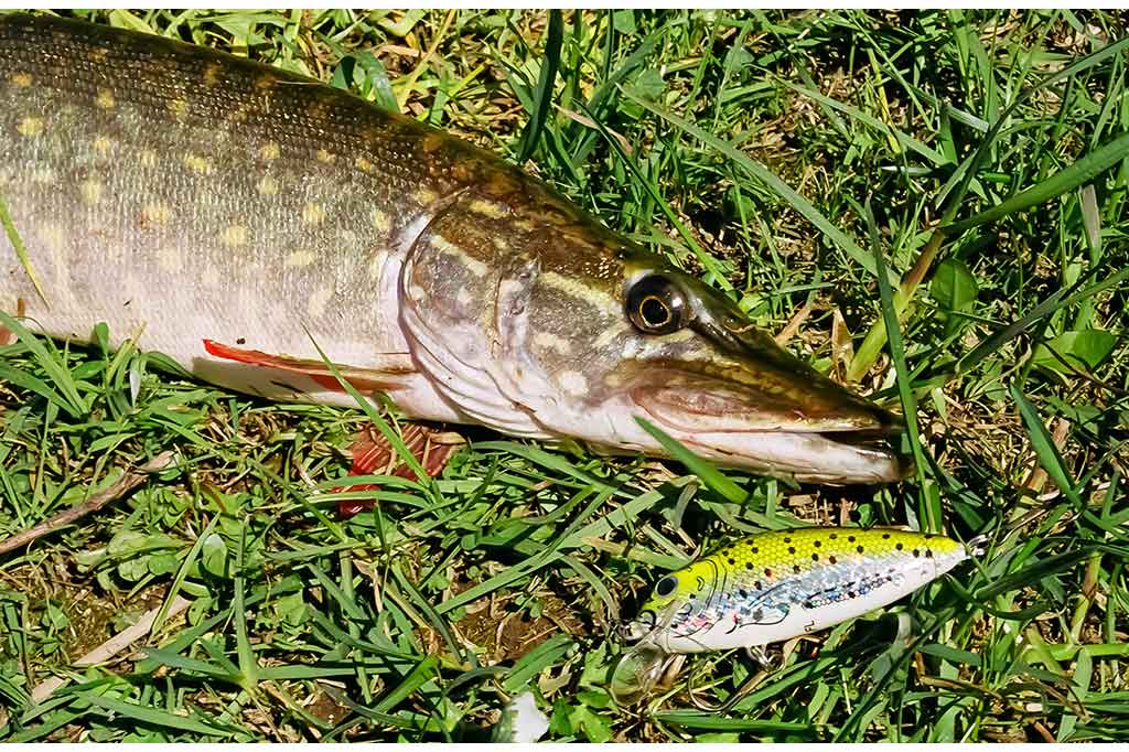 Apie mažiau paklausius voblerius Apie mažiau paklausius voblerius