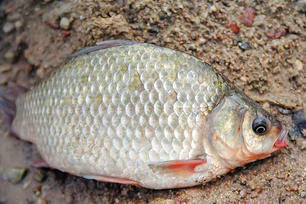 Iš žolių tankynės. Pirma dalis Iš žolių tankynės. Pirma dalis