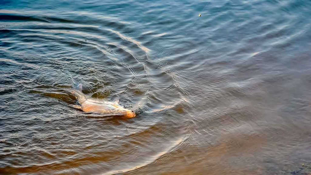 Kaip prisivilioti „nuosavą“ karšį. Jaukai, jaukinimo taktika ir masalai Kaip prisivilioti „nuosavą“ karšį. Jaukai, jaukinimo taktika ir masalai