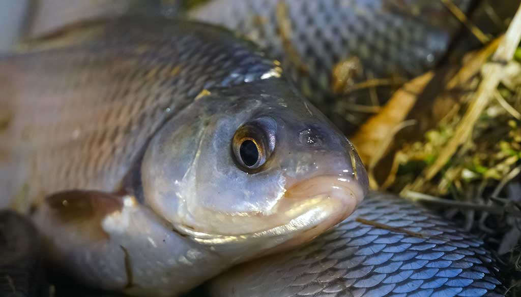 Jei oras tarsi lapkričio pabaigoje