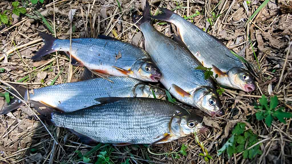 Paslaptingi Dubysos vingiai. Bandykime plūdinę Paslaptingi Dubysos vingiai. Bandykime plūdinę