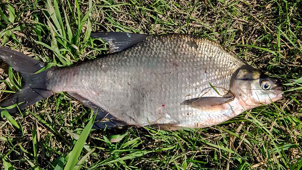 Nemunas, plūdinė ir senos dambos. Kaip jaukinti, kuo žvejoti
