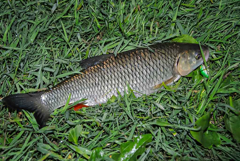 Neįprasta vasara. Pirma dalis Neįprasta vasara. Pirma dalis