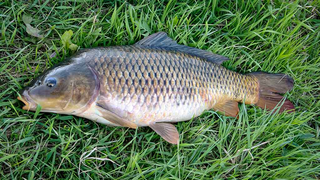 Primirštas geras masalas. Antra dalis Primirštas geras masalas. Antra dalis