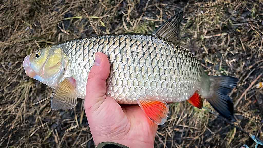 Plėšrūnai naktį nemiega. Antra dalis Plėšrūnai naktį nemiega. Antra dalis