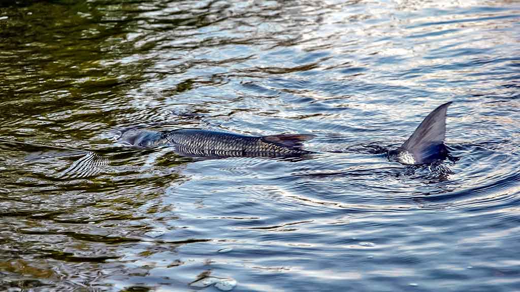 Salačiai ir vobleriai: masalų – daug, o gerų – tik keletas