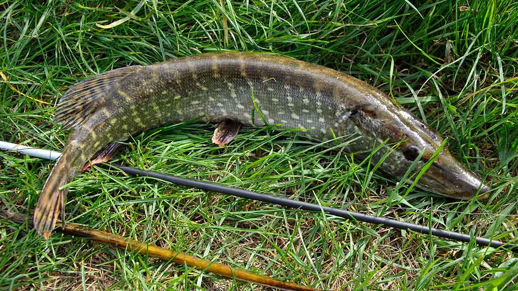 Dviejų uodegėlių fenomenas. Pirma dalis Dviejų uodegėlių fenomenas. Pirma dalis