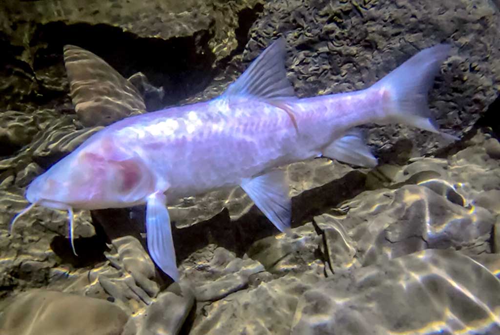 O čia tai bent (39)