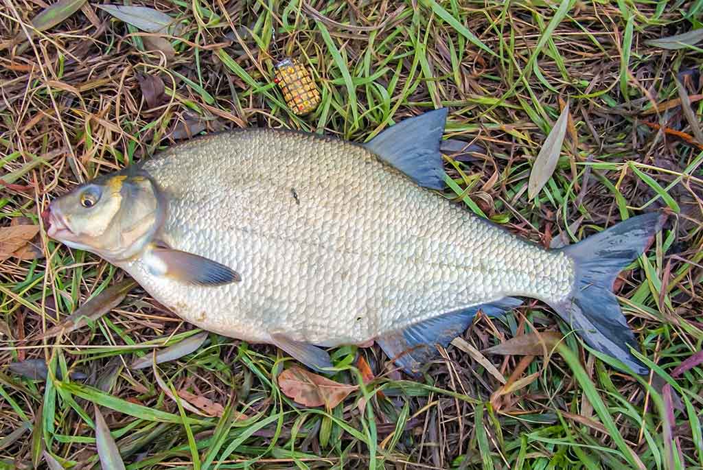 Kur teka Šešupė Kur teka Šešupė