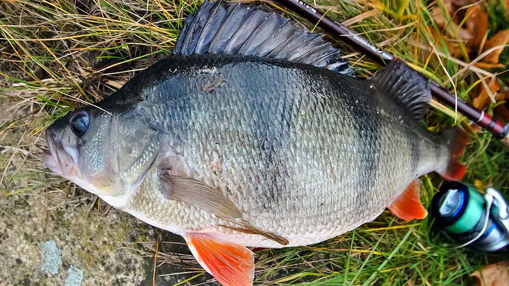 Ešerių žūklė guminukais. Ruduo Ešerių žūklė guminukais. Ruduo