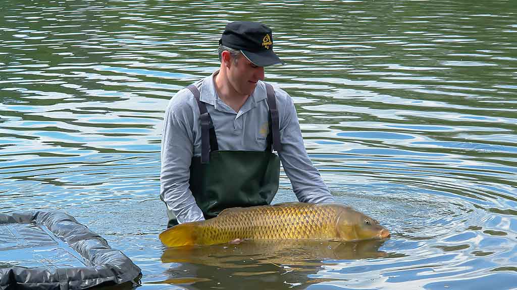 Kaip pagauti Nemune karpį. Žūklės taktika, įranga ir visa kita