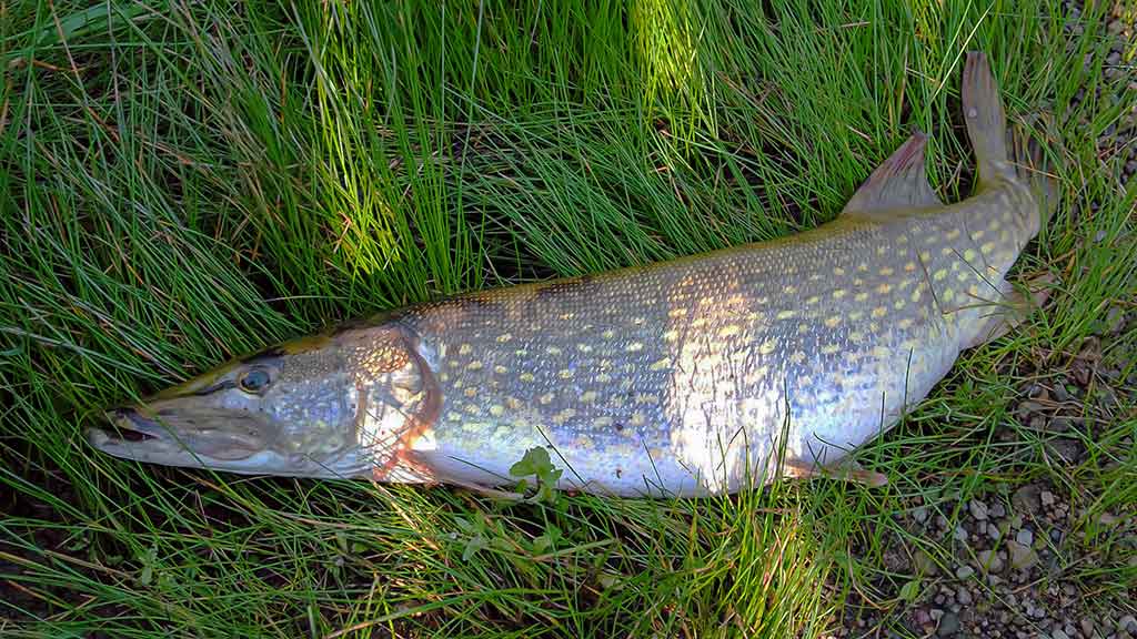 Dviejų uodegėlių fenomenas. Trečia dalis Dviejų uodegėlių fenomenas. Trečia dalis
