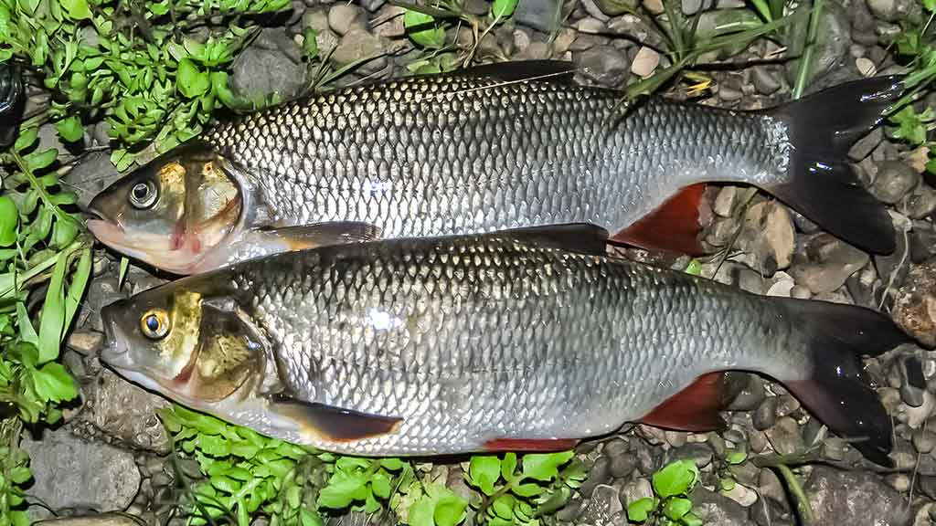 Tritaškis arba kaip nusiraminti Tritaškis arba kaip nusiraminti