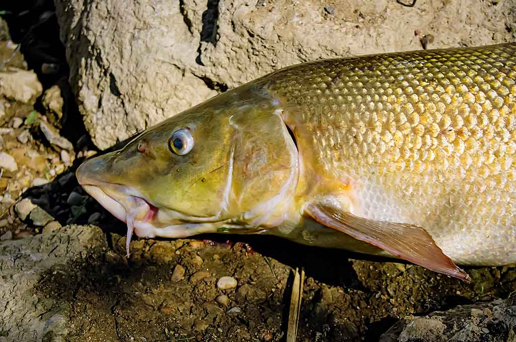 Ūsoriaus žūklė iš valties Ūsoriaus žūklė iš valties