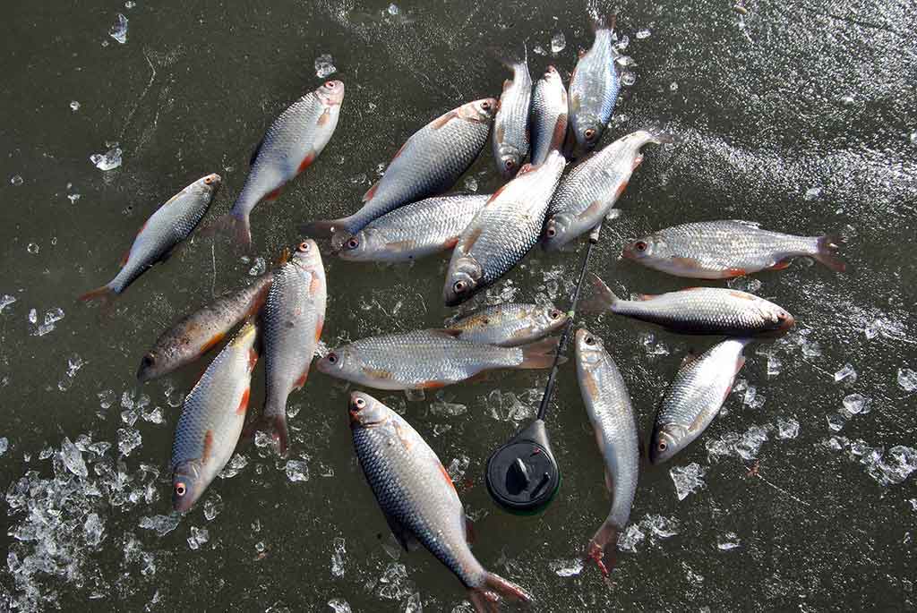 Kaip pagauti kuoją?