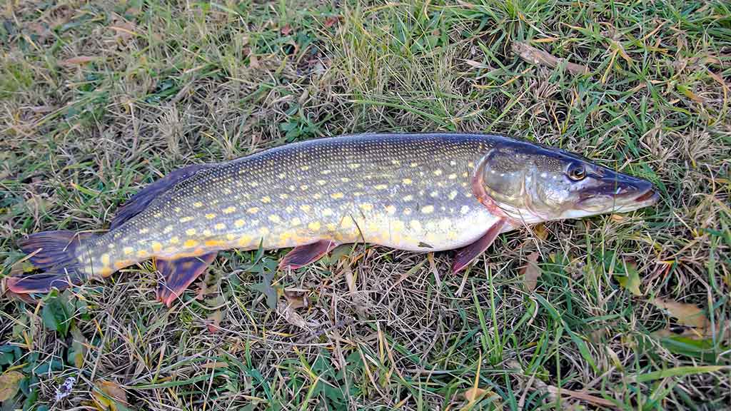 Kaip pagauti ešerį? Kaip pagauti ešerį?