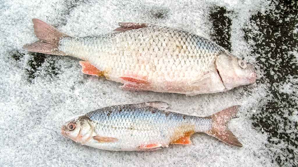 Kuoja Kuoja