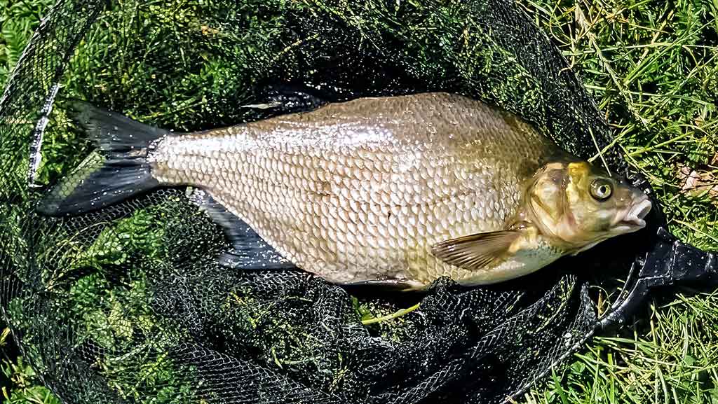 Vidurvasario karšiai. Kur ieškoti, kokią įrangą pasirinkti Vidurvasario karšiai. Kur ieškoti, kokią įrangą pasirinkti