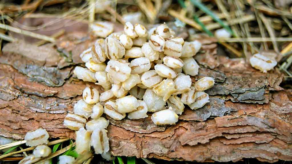 Karosus – dugnine meškere. Antra dalis