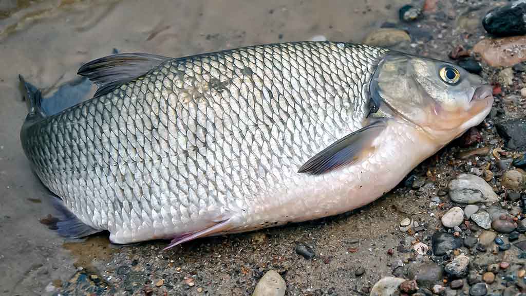 Meškeriojimas bolonine – valas, plūdės, sistemėlės...