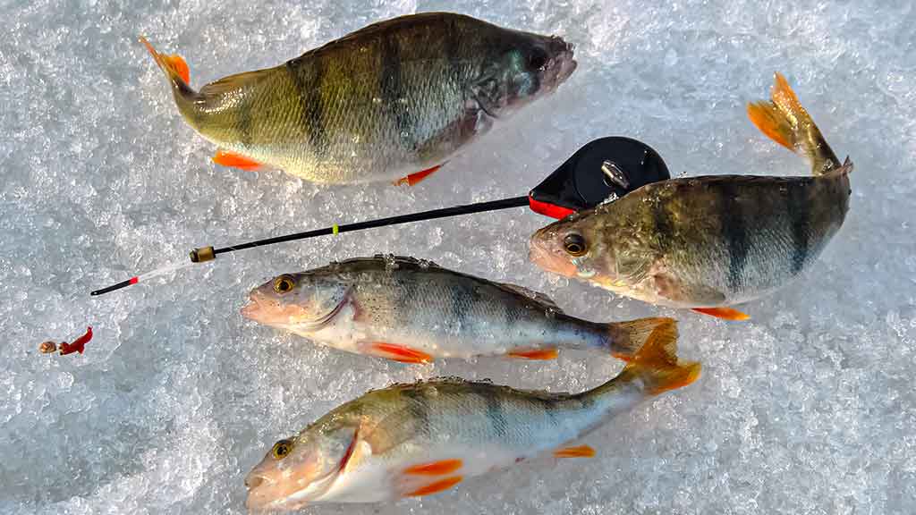 Kaip paruošti meškerę poledinei žūklei