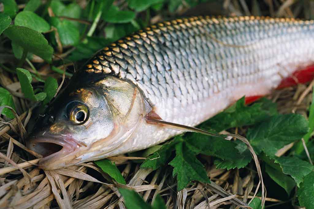 Geriau dugninė su šėryklėle ar be jos? Geriau dugninė su šėryklėle ar be jos?