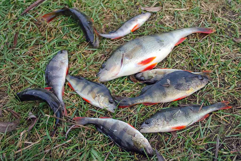 Kaip pagauti ešerį? Kaip pagauti ešerį?