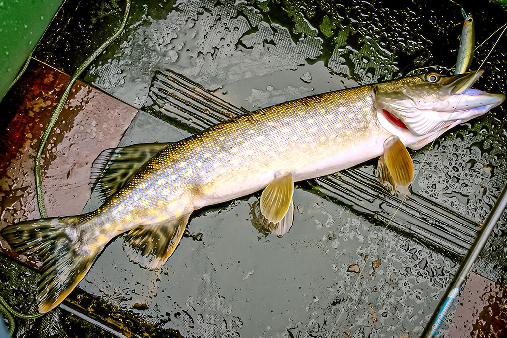 Seni metodai, seni masalai, bet lydekos didelės kaip ir kadaise