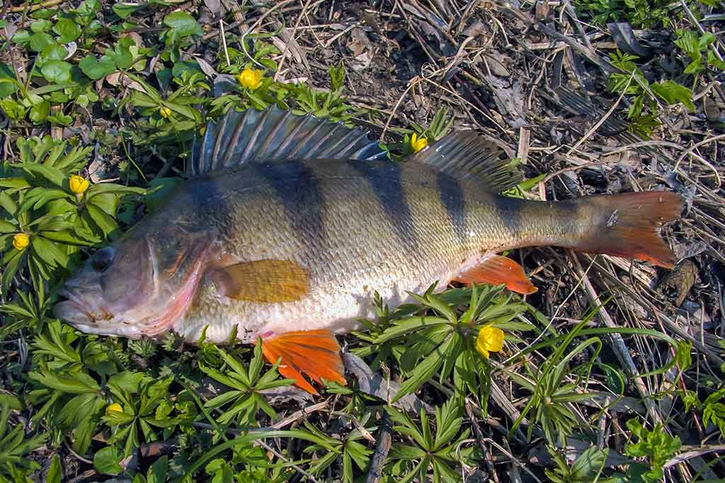 Tiny – kryptis į srovės širdį. Pirma dalis Tiny – kryptis į srovės širdį. Pirma dalis