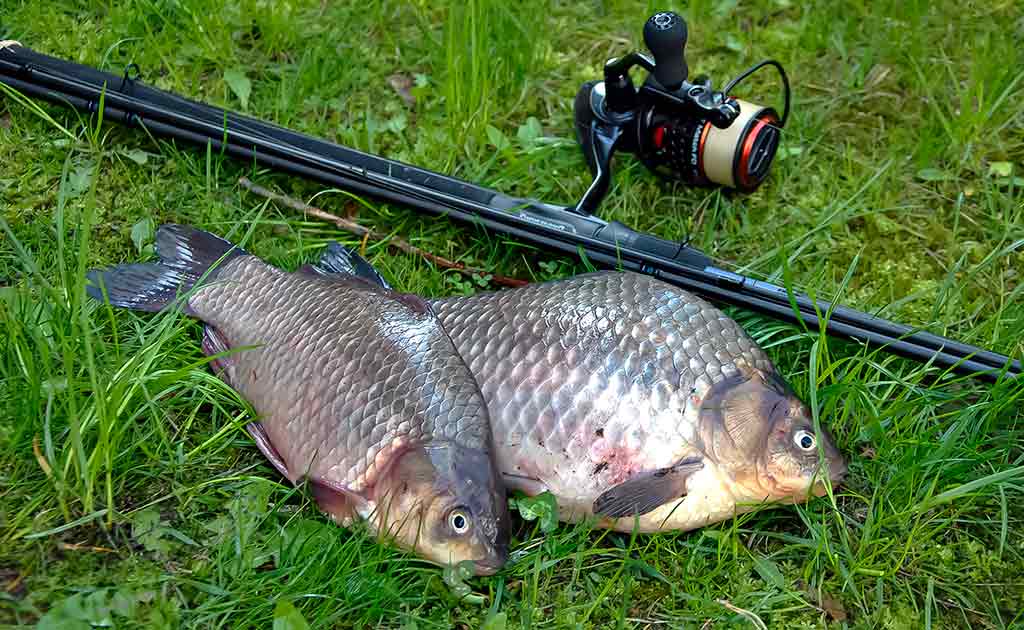 Balų valdovo kaprizai. Pirma dalis Balų valdovo kaprizai. Pirma dalis