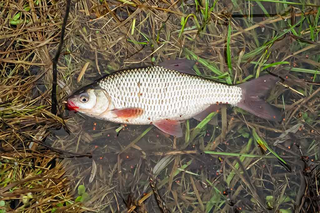 Pavasarinis žuvų „virsmas“ Pavasarinis žuvų „virsmas“