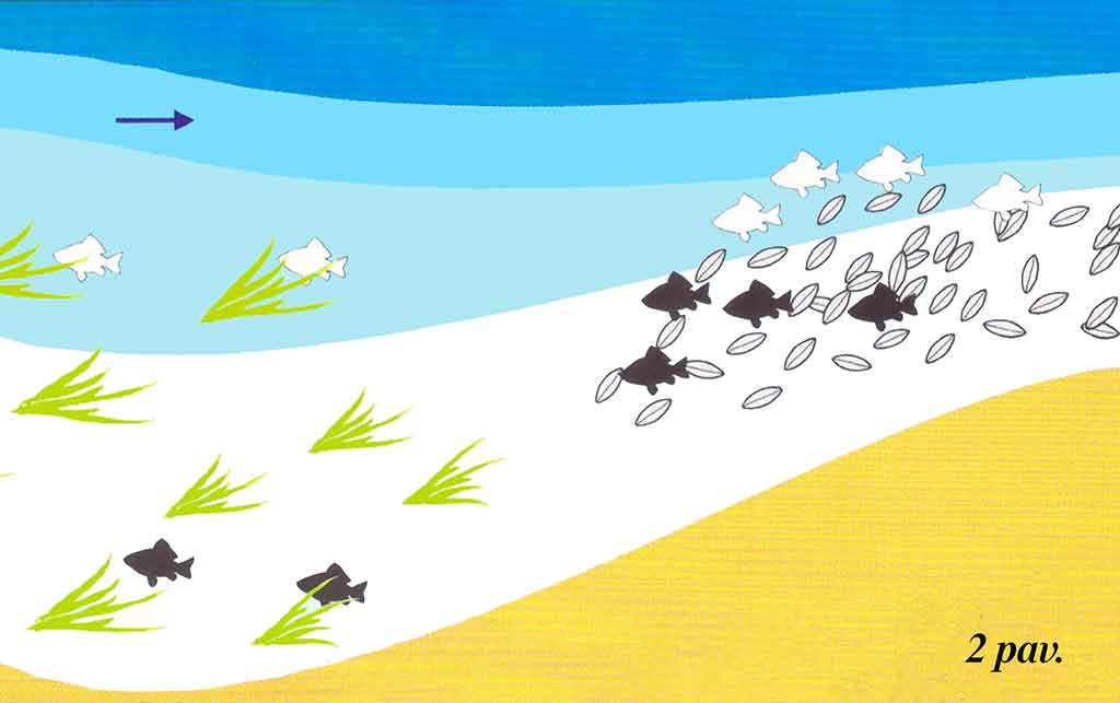 Karosus – dugnine meškere. Antra dalis