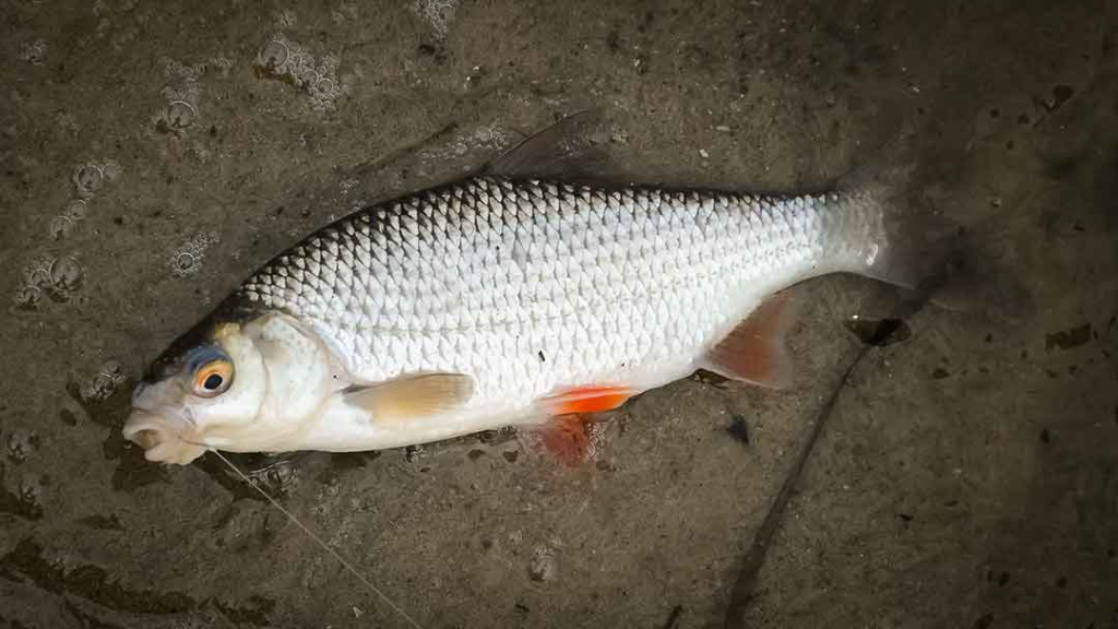 Kaip išsirinkti pavadėlį Kaip išsirinkti pavadėlį