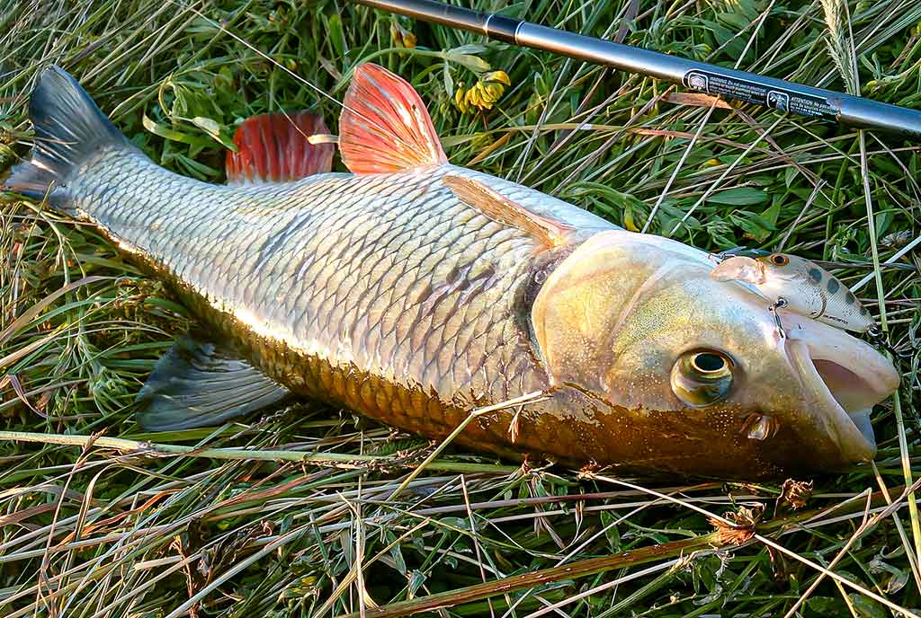 Vobleriniai niuansai