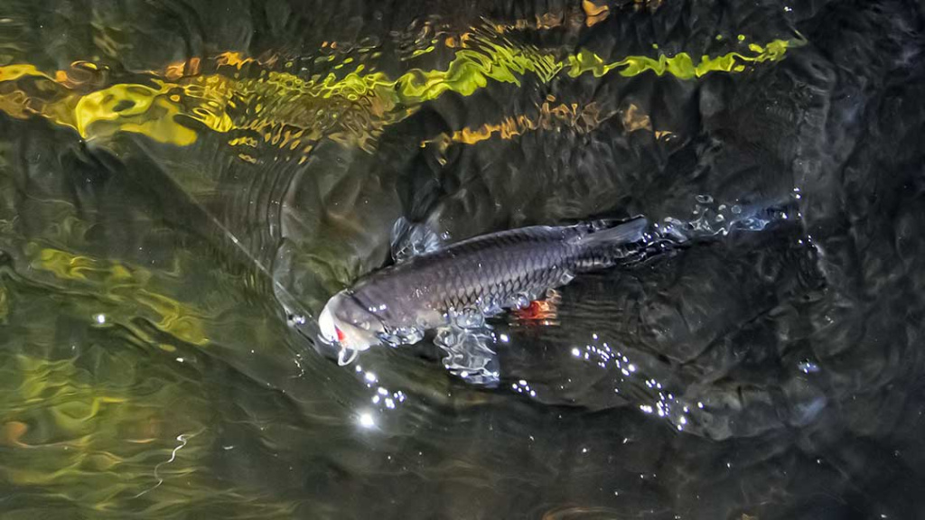 Kai šapalautojai žegnojasi. Masalai