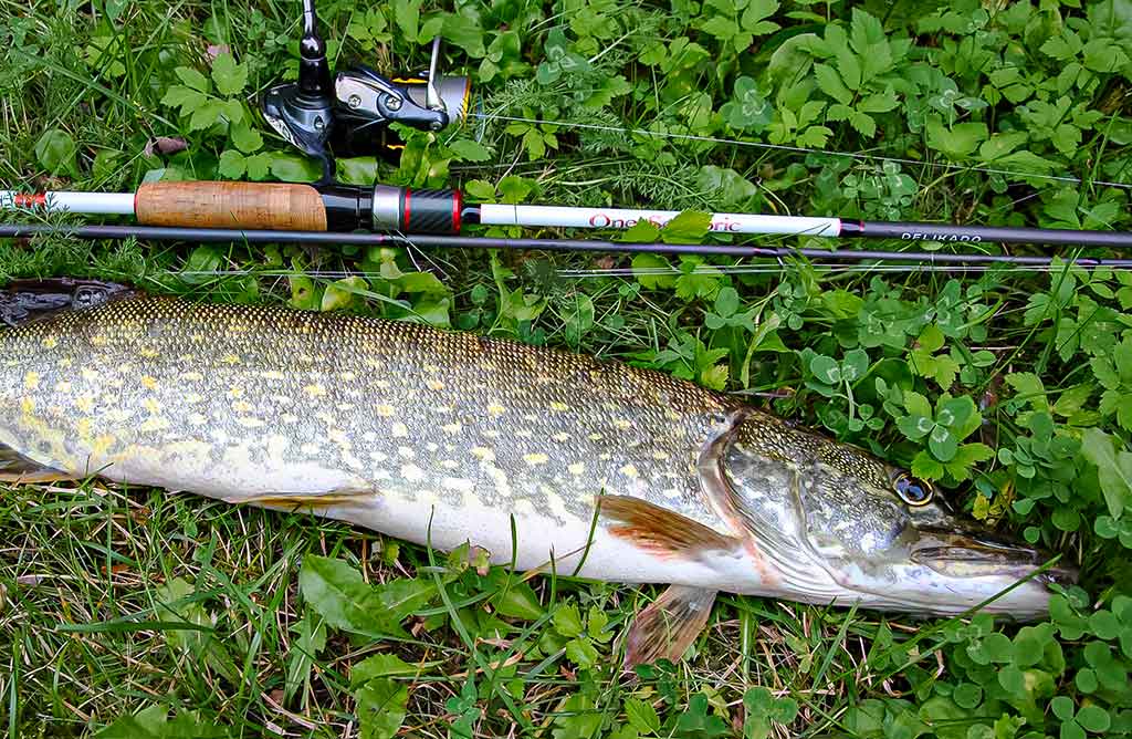 Vandenžolių tankmėje. Pirma dalis Vandenžolių tankmėje. Pirma dalis